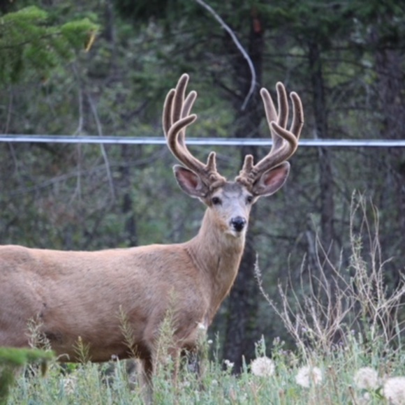 Meet your Posher, Luna - Picture 3 of 15